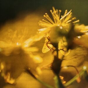 Sommersonnenwende