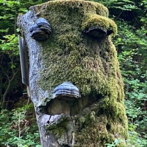 Visionsfindung Wald